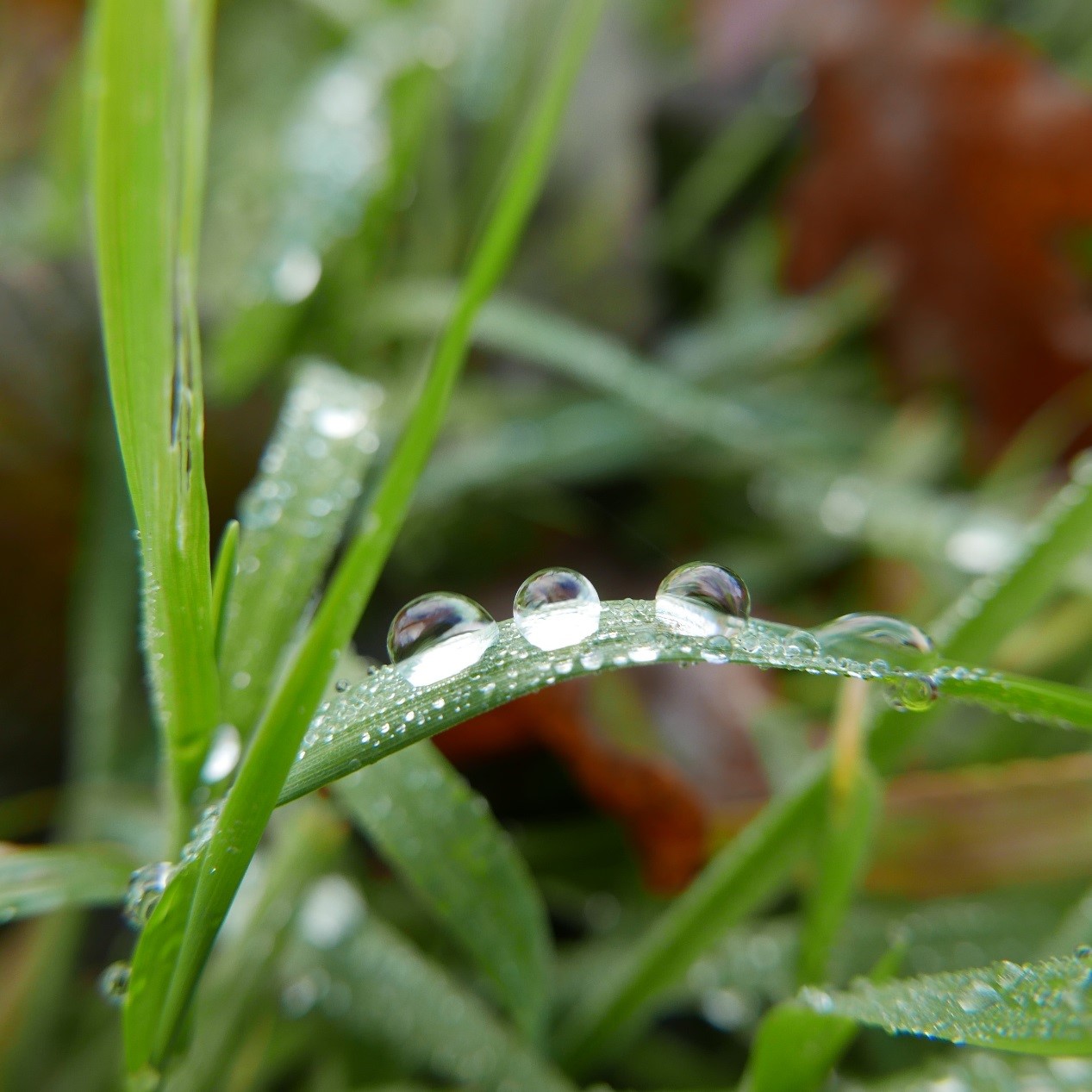 Dew Drops