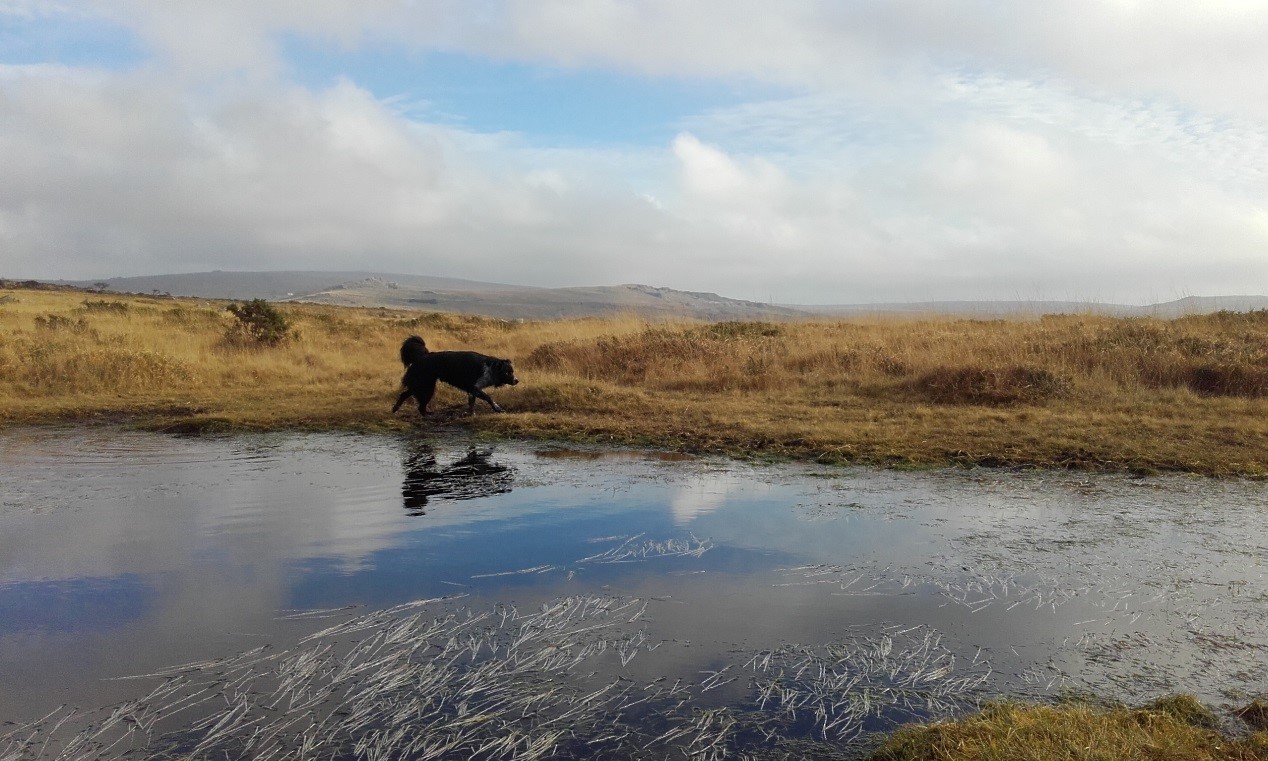 Dog Reflection